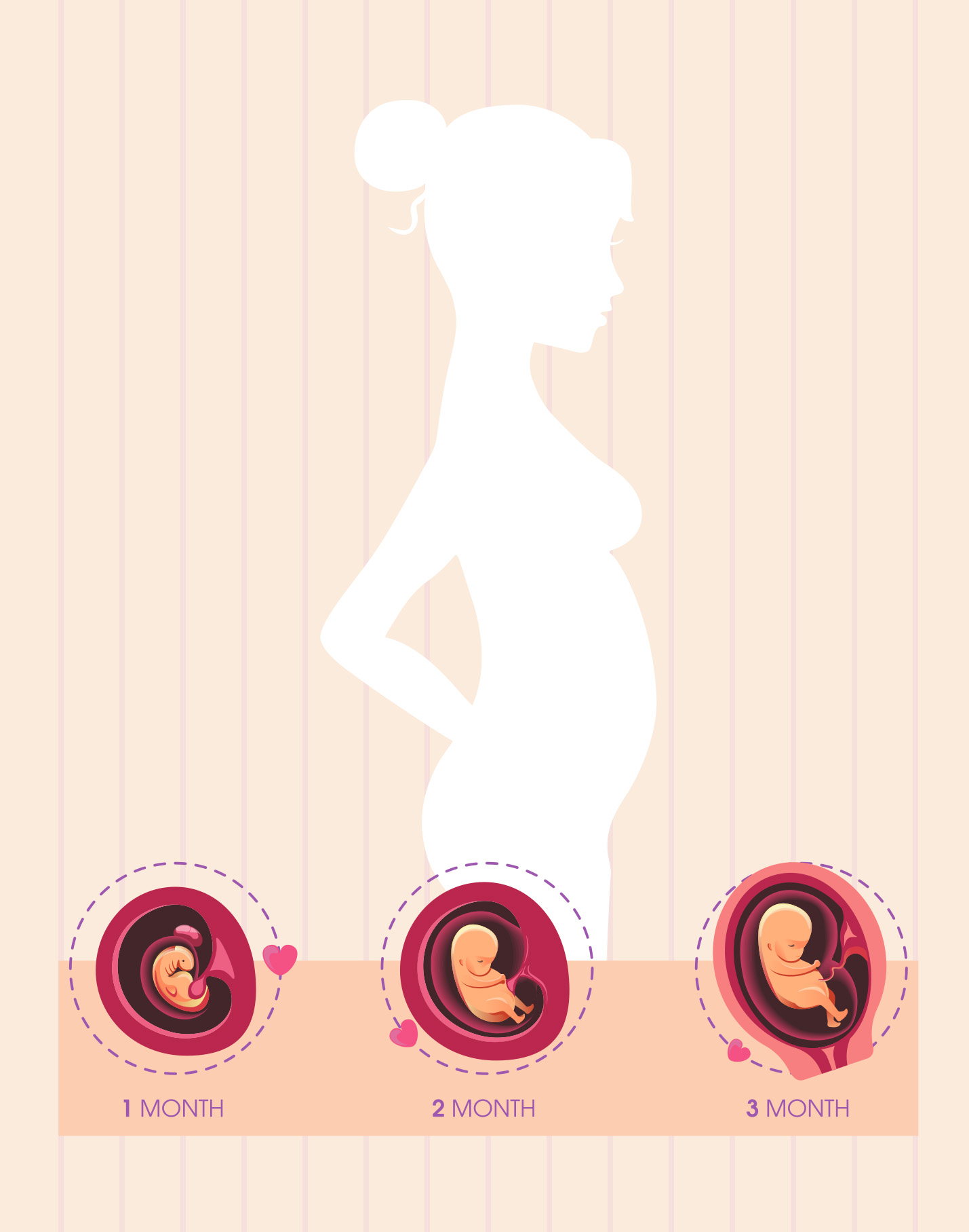 Pregnancy infographic featuring the white silhouette of a woman's body with three inset illustrations detailing fetal development across the first, second, and third months.