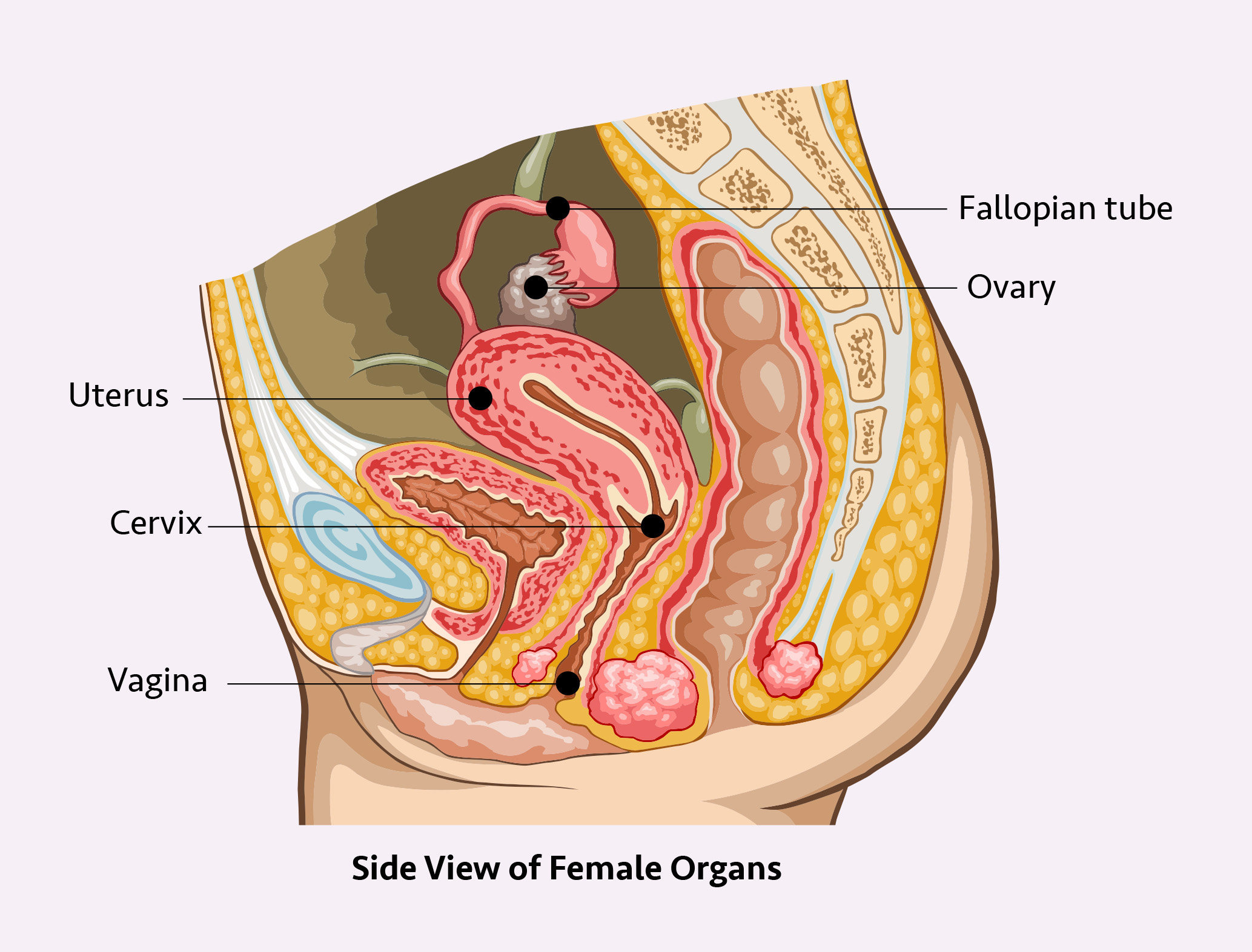 Anatomical diagram showing a cross-section side view of female reproductive organs, with clear labels for the fallopian tube, ovary, uterus, cervix, and vagina.