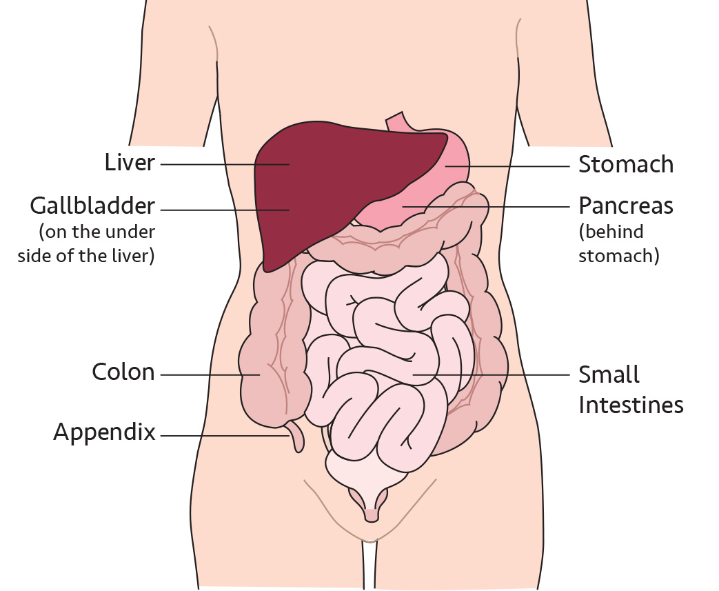 Abdominal-Organs-1_Ill-1