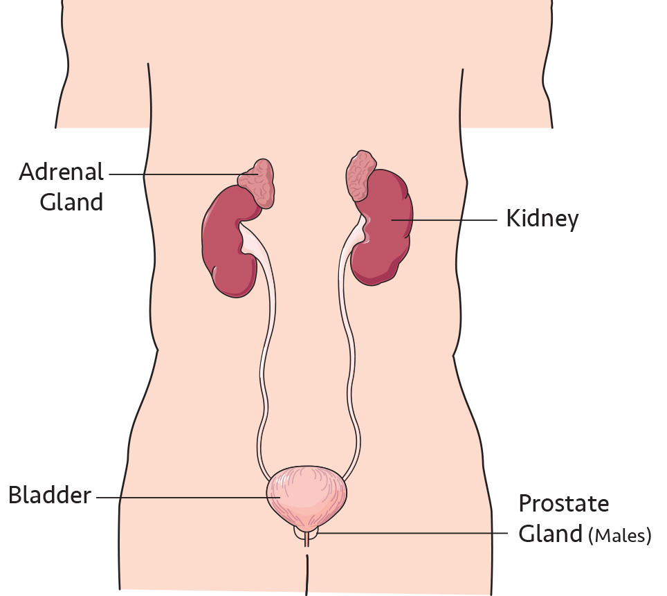 Abdominal-Organs-2_Ill-2