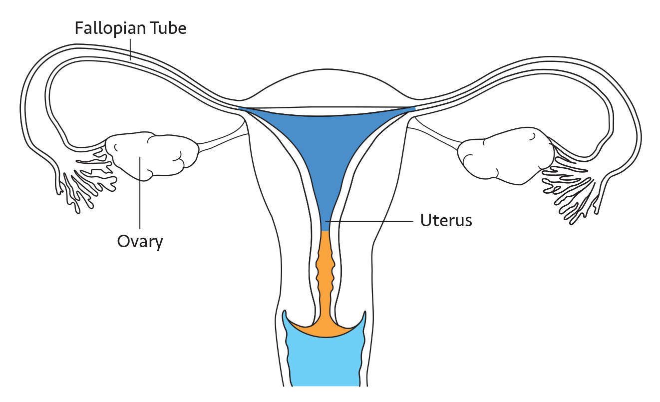 Female-Reproductive-Organs_Ill-3