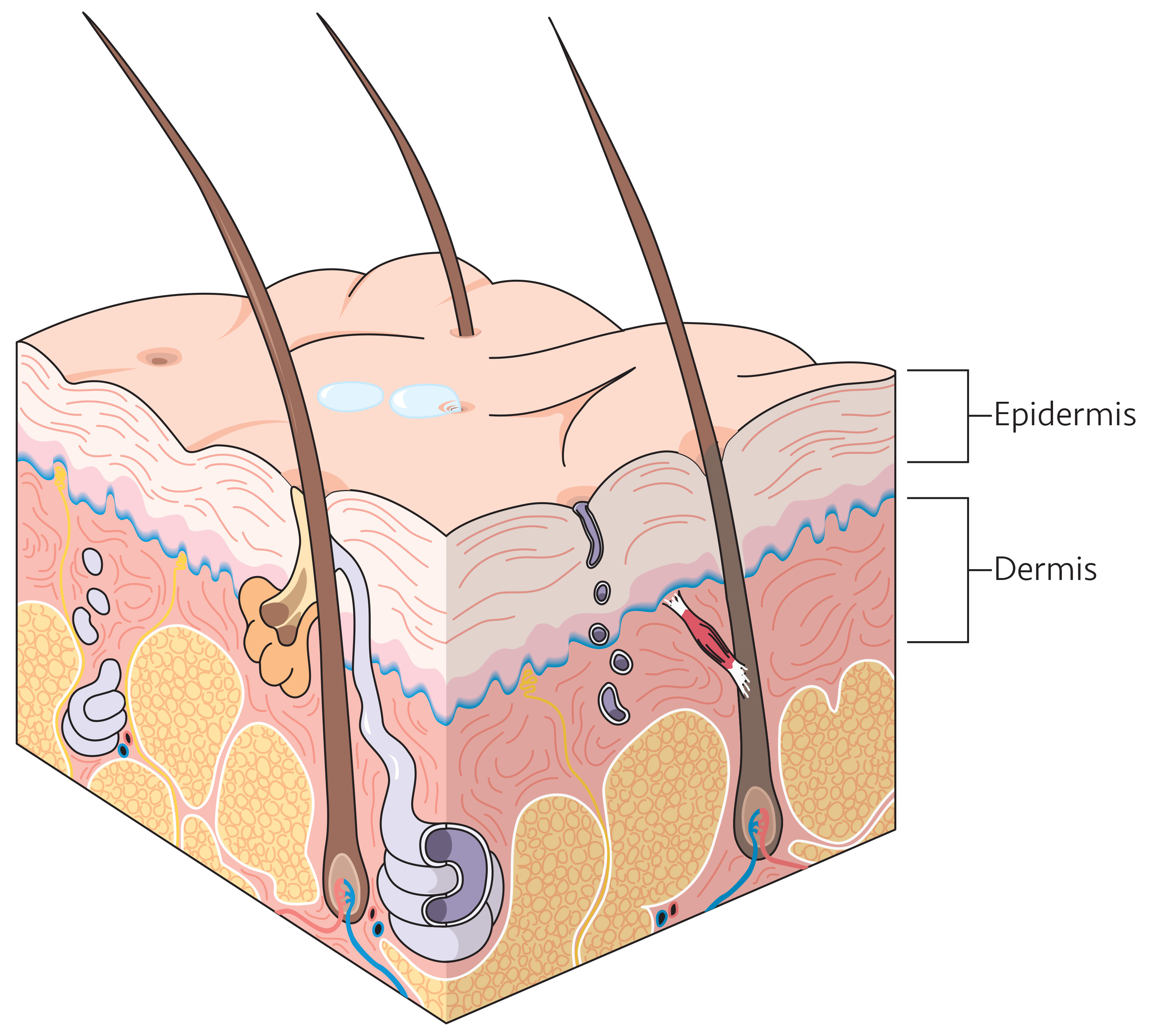 Skin_Ill-1