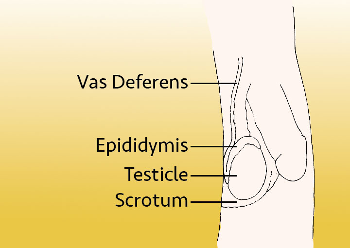 An anatomical line drawing of male reproductive organs with labels pointing to the vas deferens, epididymis, testicle, and scrotum.