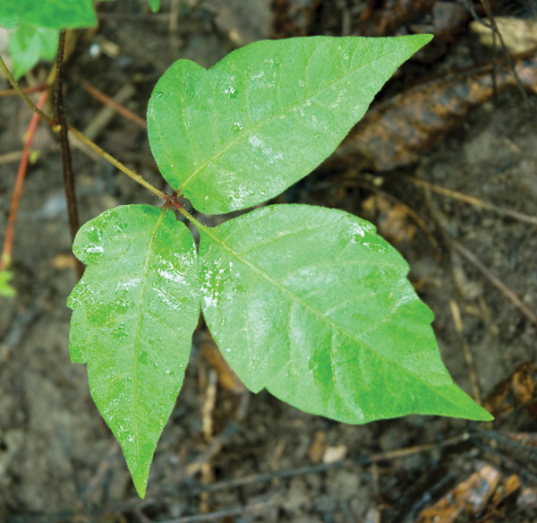 poison-ivy