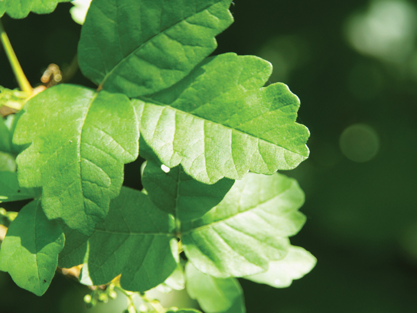 poison-oak